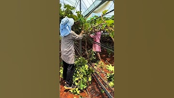 grapes tree pruning#grapenation #grapecare #grapepruning #grapevine