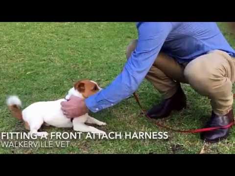 Video: Why I Love Front Attaching Harness untuk Anjing