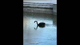 Black Swan Attempts Winter Icy Navigation