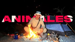 Campamento nocturno CON ANIMALITOS Y ¿e we k arias we?