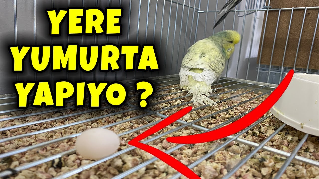 DİŞİ MUHABBET KUŞU KAFESE YUMURTLADI ? NEDEN YERE YUMURTLAR ?
