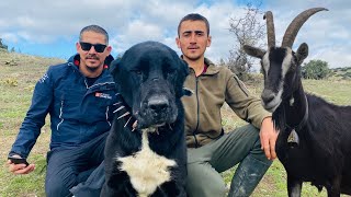 BLACK DOG PROTECTING 500 INJURED GOATS