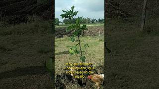Plantando una Higuera #vidaenelcampo #arbolesfrutales #higos