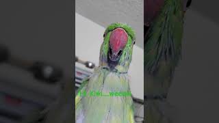 Happy Friday 😊 #greenparrot #bird #kiwi #talkingparrot