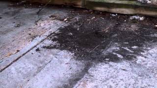 Pixar Cars 2 Turbo Lightning Mcqueen Neon Rc Racers Remote Control Disney Car Toys Review