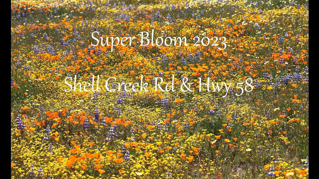 871 - Super Bloom 2023 (1/2) Shell Creek Road
