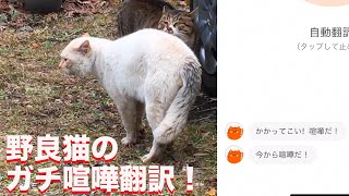 野良猫のガチ喧嘩のにゃんトーク猫語翻訳に挑んでみた The stray cat fight and ‎'MeowTalk Cat Translator'
