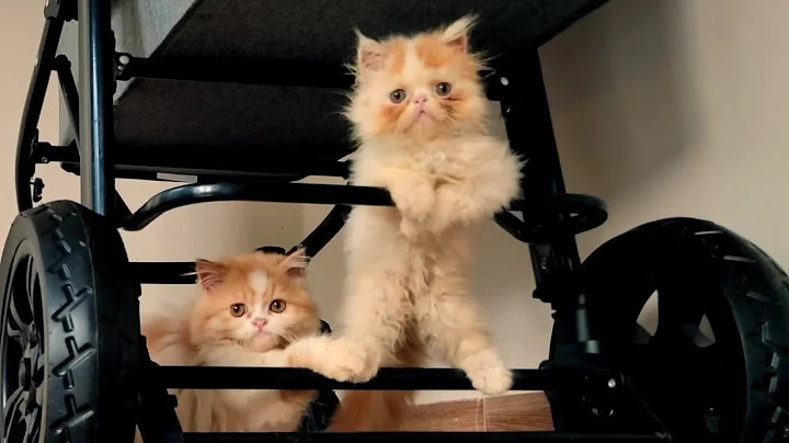 Video 11308621: persiancat siamesecat, persiancat catlover meow catlife, persiancat cats catlover, kucing persian, persian kitten, kucing kitten persia