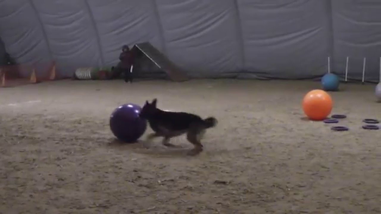 Treibball competition Moscow 23 01 2016