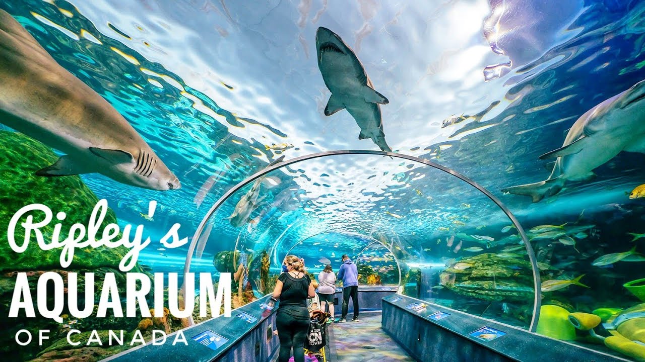 virtual tour of ripley's aquarium toronto