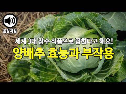 매스틱검효능