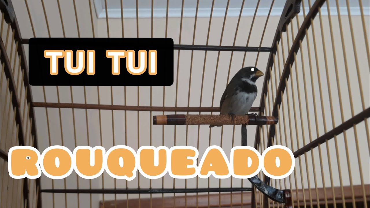 TUI TUI ROUQUEADO COLEIRO PAPACAPIM