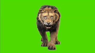 Green Screen lion FHD free download
