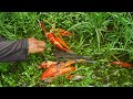 Hight Fishing on Craft - Amazing Catching 7color fish &amp; Beautiful Koi , Cap Orenda Red