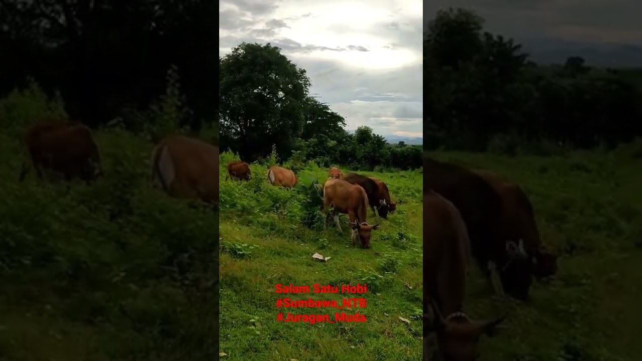 Ternyata Begini Sistem Penggemukan Ternak diSumbawa?