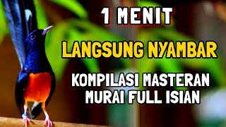 LANGSUNG NYAWUT , MASTERAN MURAI GACOR FULL ISIAN CILILIN, FULL TEMBAKAN KASAR ,Durasi panjang