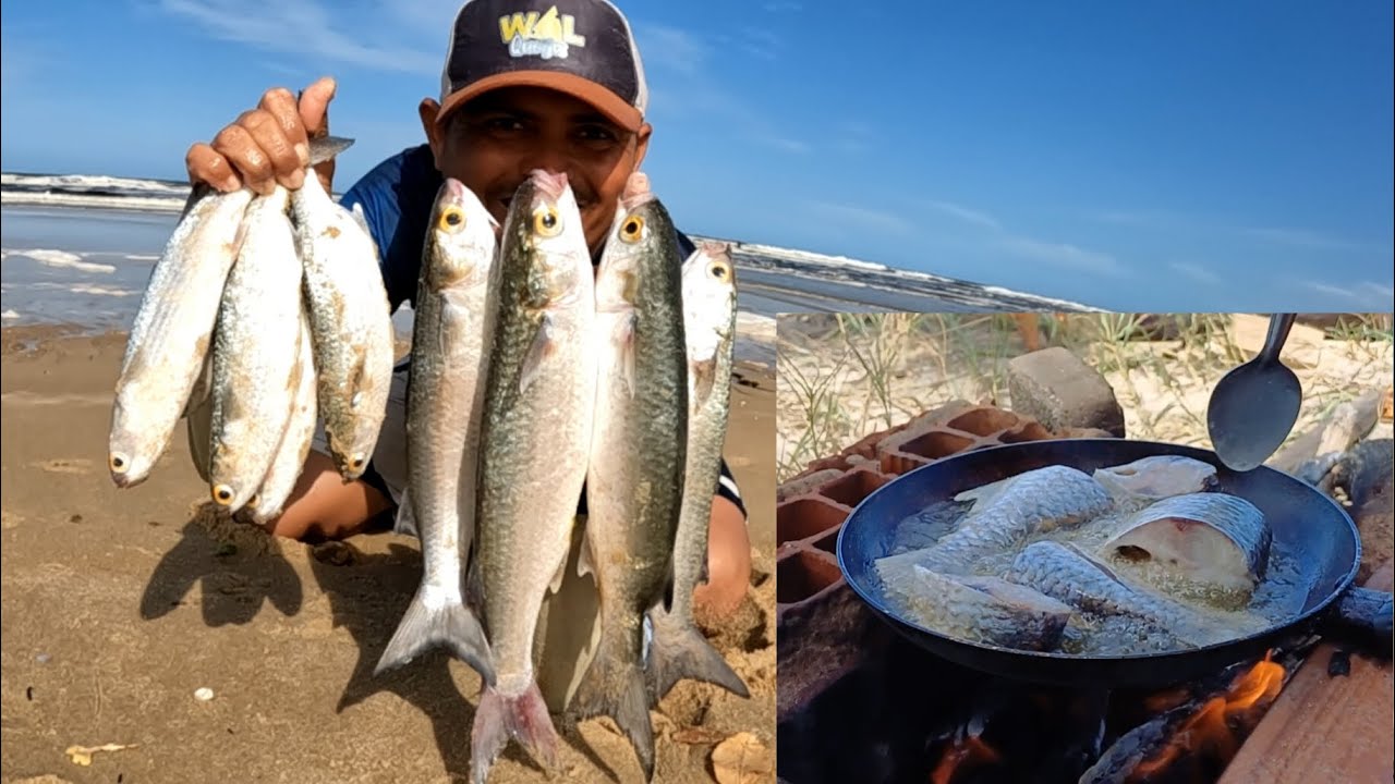 MUITAS TAINHA E FRITO NA BEIRA DA PRAIA NA PESCA DE TARRAFA