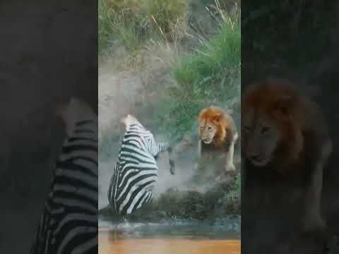 lions kill zebra