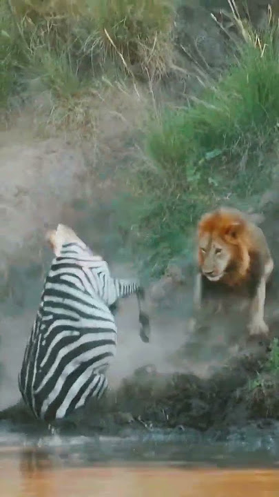 lions kill zebra