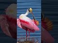 Amazing pink, red and peach bird shows off its beautiful plumage.