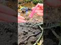 Learn at the Waterfall | Bug Insect Names for Kids: Fly Grasshopper Earthworm Snail Scorpion