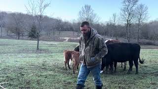 Calling in the cows let’s see who’s first #rufusthebull