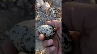 طائر الكروان الصحراوي/Desert Crowan Bird