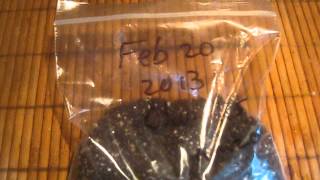 How to Germinate Palm Seeds Easily