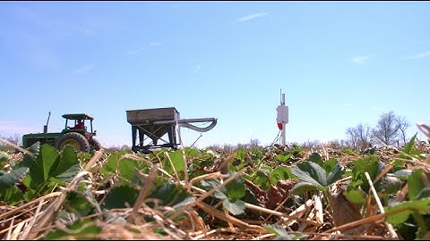 Strawberry Fields Forever