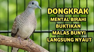 Download Lagu Perkutut Lokal Gacor Suara Super Kristal - Pancingan Malas Bunyi  (99%AMPUH BANGET) MP3 Download Lagu Perkutut Lokal Gacor Suara Super Kristal - Pancingan Malas Bunyi  (99%AMPUH BANGET) MP3