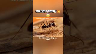 This Ant Feels Like Getting Shot 😱🐜 #shorts #facts #venomouscreatures #animals