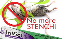 How to poison rats without the stench | Kills roaches & ants too