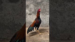 cerita ayam sakit part 10 #ayam #ayamberkualitas #ayambangkok