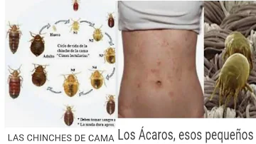 ¿Los ácaros son lo mismo que las chinches?