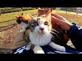 子猫をナデナデしたら膝の上に乗ってきたと思ったら次々と猫がやって来た