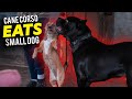 Cane corso plays at doggy day care