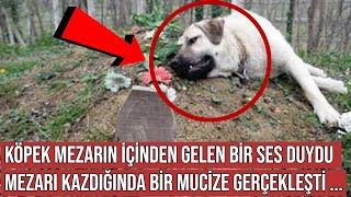 Köpek Mezarın İçinden Gelen Sesi Duyup Kazmaya Başladı, Sonra Öyle Bir Şey Oldu ki Resimi