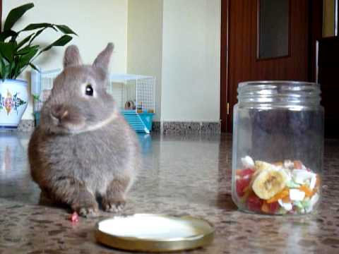 Conejo enano muy listo - Very smart dwarf rabbit