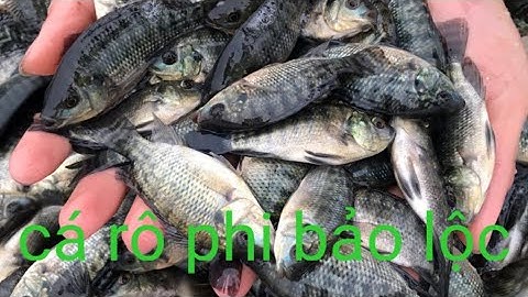 bán giống cá rô phi bảo lộc lh 0865255680