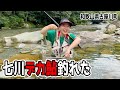 私の鮎シーズン2025開幕！清流七川でデカ鮎釣れました！（和歌山県古座川町・友釣り）