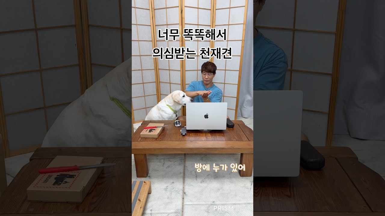 너무 똑똑해서 뭐만 하면 의심받는 리트리버