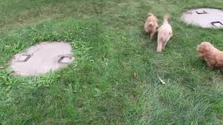 Mini Goldendoodle Puppies For Sale