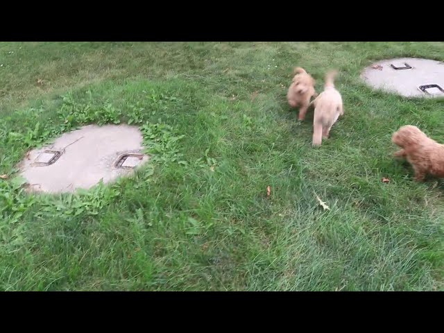 Polly video thumbnail