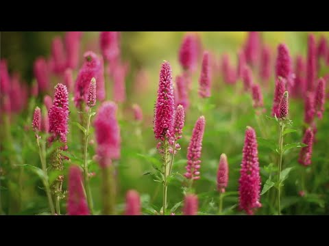 Video: Unpretentious And Long-blooming Perennial Garden Flowers (49 Photos): Large, Maintenance-free And Low-growing Perennials That Bloom All Summer Long, For Giving