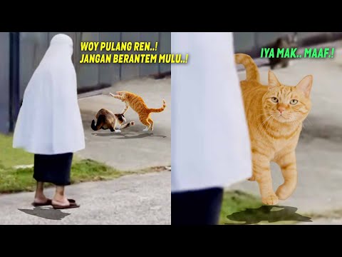 LUCU BANGET.!😂 Reaksi Kucing Oren Ketahuan Emak Lagi Berantem, Endingnya Bikin Ngakak ~ Kucing Lucu
