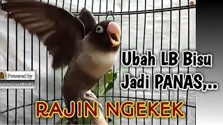 Pancingan Lovebird Fighter Sore Hari, MANTAB UBAH LB BISU JADI PANAS, Gacor RAJIN NGEKEK
