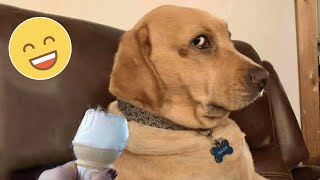 Try Not To Laugh Dogs And Cats ? - Best Funniest Animals Video 2023 - Part 6