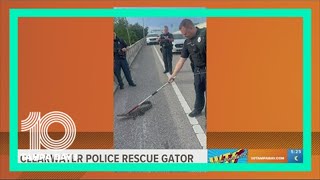 Clearwater police rescue alligator found on side of the road