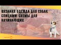 Вязаная одежда для собак спицами: схемы для начинающих