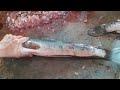INCREDIBLE BIG SOLA FISH🔥 CUTTING SKILLS IN BD! LOCAL FISH MARKET BANGLLADESH!AMAZING FISH CUTTING